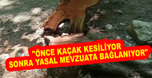 ARTVİN’DE HES İÇİN KESİLEN CEVİZ AĞAÇLARI, KESİLDİKTEN SONRA DAMGALANDI