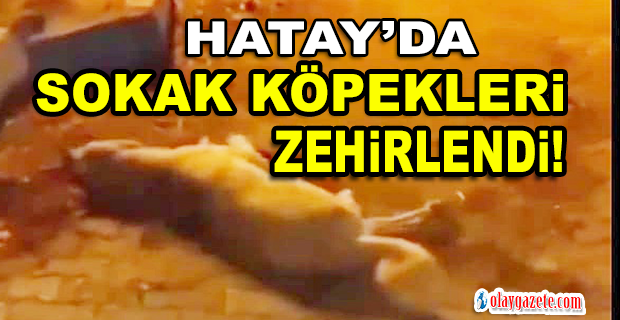 HATAY’DA SOKAK KÖPEKLERİ ZEHİRLENDİ!