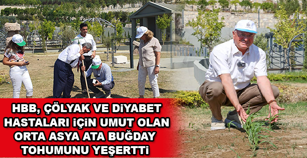 AKKONAK BUĞDAYI HATAYLI ÇİFTÇİLER İÇİN UMUT OLDU  