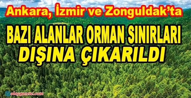 3 İLDE ORMANLAR TEK İMZAYLA TALANA AÇILDI!