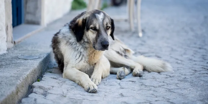   İSTANBUL VALİLİĞİ’NDEN SOKAK KÖPEKLERİNE “BESLEME YASAĞI” TALİMATI