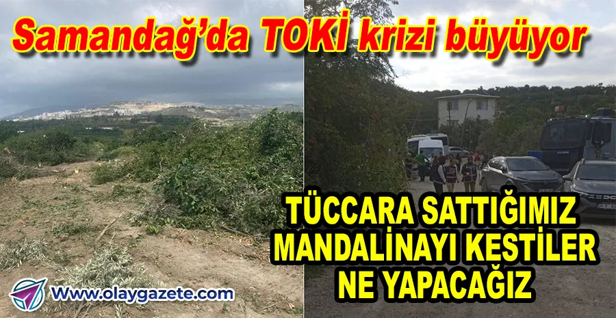 SAMANDAĞ’DA AĞAÇ KIYIMI: TOMA’LARLA GİRDİLER, MANDALİNALAR DALINDA KESİLDİ