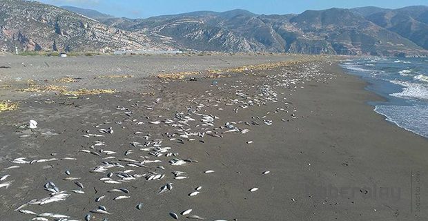  Balık ölümleri nedeniyle inceleme başlatıldı