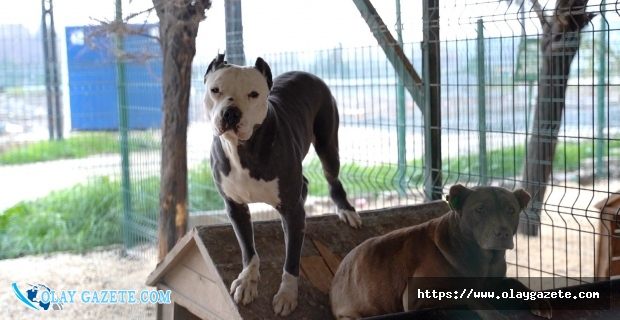 HBB’DEN YASAKLI IRK KÖPEKLER HAKKINDA AÇIKLAMA