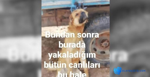 KÖPEĞE YAPTIKLARI KAN DONDURDU