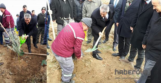 Köylüye Destek İçin 8 Bin Zeytin Fidanı Dikildi