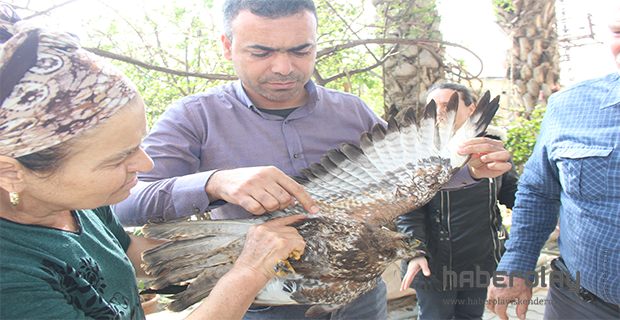 TÜRÜ AZ BULUNAN ATMACA TEDAVİ ALTINA ALINDI 